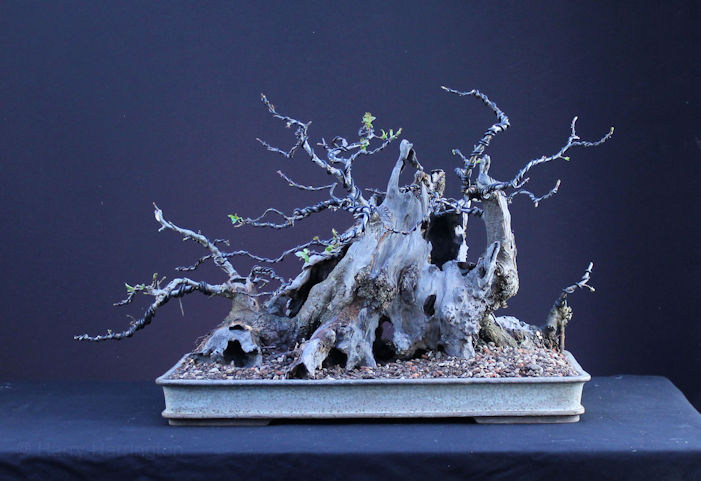 Crab Apple Bonsai Carving and Styling